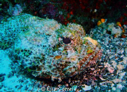 Watercolour Scorpionfish! by Elia Correia 